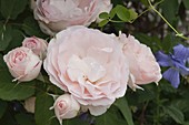 Rosa 'Clair' (Renaissance-Rose), öfterblühend, starker Duft, Höhe 100