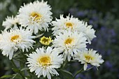 Chrysanthemum maximum 'Goldrausch' (Margerite)