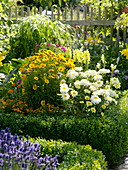 Yellow and white bed in a cottage garden