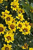 Coreopsis 'Gold Nugget' (Mädchenauge)