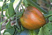 Tomato 'Black Zebra' (Lycopersicon)