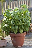 Basil 'Great Green Genoveser' (Ocimum) in clay pot