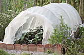 Cultivating cabbage plants (Brassica) under vegetable protection net