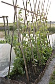 Runner beans (Phaseolus) on beanstalks in the vegetable garden