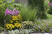 Coreopsis 'Gold Nugget', grandiflora 'Sunchild' and 'Snowberry' (girl's eye)