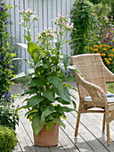 Nicotiana tabacum (True tobacco) in terracotta bucket on wooden deck