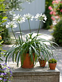 Agapanthus 'Whitney' (White Jewel Lily)