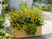 Yellow box with Calibrachoa Celebration 'Capri Yellow'