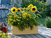 Gelber Kasten mit Helianthus (Sonnenblumen), Coreopsis 'Gold Nugget'