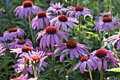 Echinacea purpurea 'Magnus' (Purple coneflower)