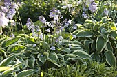 Hosta 'Francee' (Funkien)