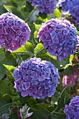 Hydrangea macrophylla 'Côte d'Azur' (Hydrangea)