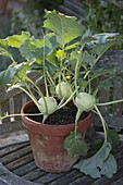 Kohlrabi (Brassica oleracea var. gongylodes) in Tontopf