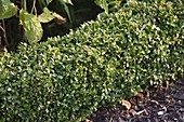 Sonnenbrand an Buxus (Buchs)