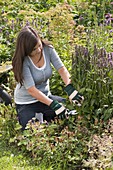 Woman cutting back Stachys monnieri 'Hummelo'