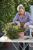 Woman cutting back Argyranthemum (daisy) in balcony box