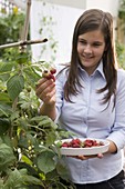 Junge Frau pflückt Himbeeren (Rubus)