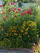 Sommerbeet mit Stauden und Dahlien