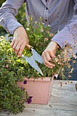 Woman cutting back Argyranthemum (daisy) in balcony box