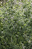 Rossminze (Mentha longifolia)