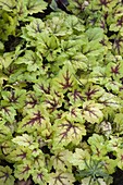 Heucherella 'Stoplight' (Bastard-Purpurglöckchen)