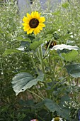 Helianthus annuus (Sonnenblume) mit Nebenblüten