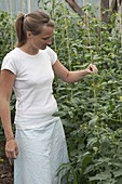 Frau rüttelt Tomatenpflanzen im Tomatenhaus um Bestäubung sicherzustellen