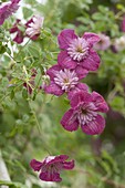 Clematis viticella 'Avant - Garde' (Italienische Waldrebe)