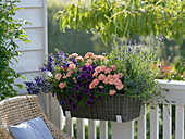 Basket box with Dianthus cayophyllus (carnations), Petunia (petunia), lavender