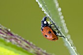 Ladybird with dewdrops (Coccinella septempunctata), Bavaria