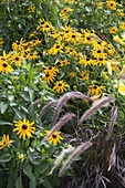 Rudbeckia fulgida 'Goldsturm' (coneflower), Pennisetum 'Rubrum'