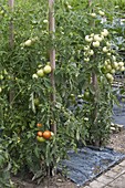 Tomaten (Lycopersicon) im Gemüsegarten