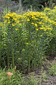 Helenium 'Kanaria' (Sunflower)