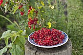 Freshly harvested red currants (Ribes) on straw