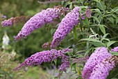 Buddleja 'Pink Delight' (Butterfly bush)