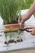 Planting leeks in the bed (1/2)