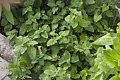 Lemon balm (Melissa) in a flower bed