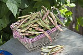 Freshly harvested grain bean 'Red Lapwing Bean' (Phaseolus vulgaris) in basket