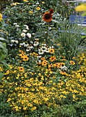 Coreopsis verticillata (Girl's Eye), Rudbeckia hirta (Echinacea)