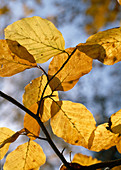 Fagus sylvatica (Rotbuche) Blätter in Herbstfärbung