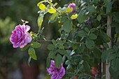 Rosa 'Gertrude Jekyll' (englische Rose), duftend, robust, öfterblühend