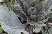 Fraßschaden der Kohlweißlingsraupe (Pieris brassicae) an Rotkohl (Brassica)