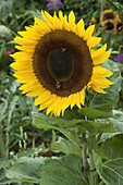 Helianthus 'Elite Sun' (Sonnenblume)