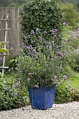 Verbena bonariensis (Eisenkraut) im blauen Kübel