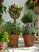 Vegetables and herbs on the balcony