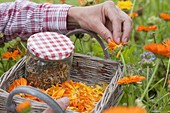 Blütenblätter von Calendula (Ringelblumen) abzupfen zum Trocknen