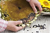 Harvesting Helianthus (Sunflower) Seeds