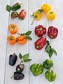 Tableau of peppers (Capsicum) in different colours