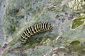 Caterpillar of the swallowtail (Papilio machaon)