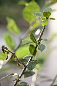 Monilia - Spitzendürre an Kirschbaum (Prunus)